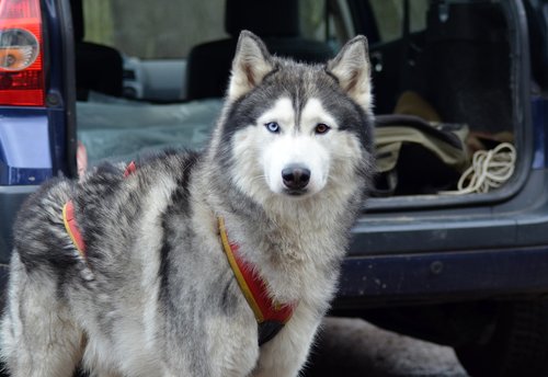 malamute  sled dog  dog