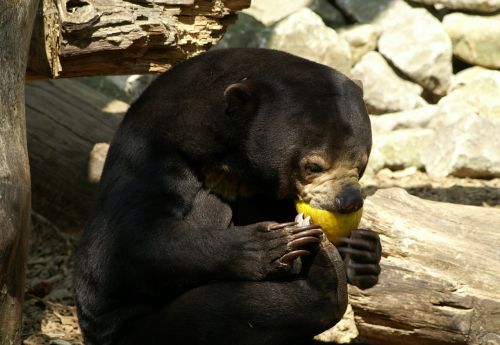 malayan sun bear bear zoo