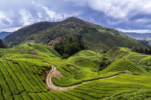 malaysia tea plantation travel