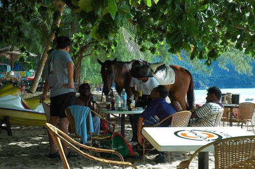 malaysia beach horse