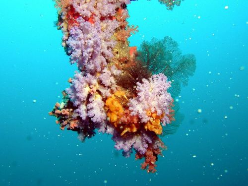 maldives underwater coral