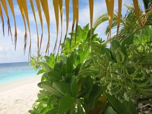 maldives sand holiday