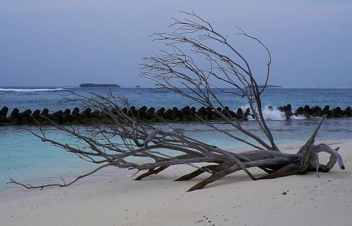maldives beach flotsam