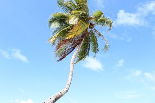 maldives palm sky
