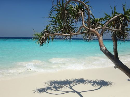 maldives beach sea