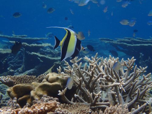 maldives the indian ocean fish