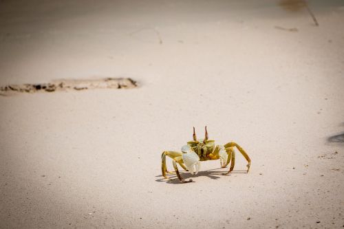 maldives sand beach