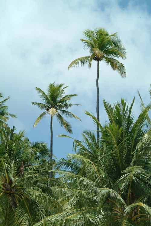 maldives palms beach