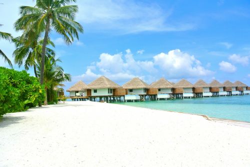 maldives beach coconut