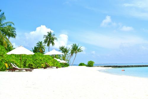 maldives coconut tree sea