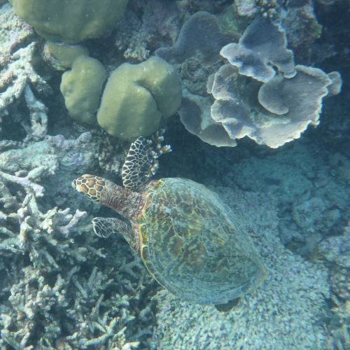 maldives water turtle paradise