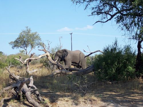male elephant botswana