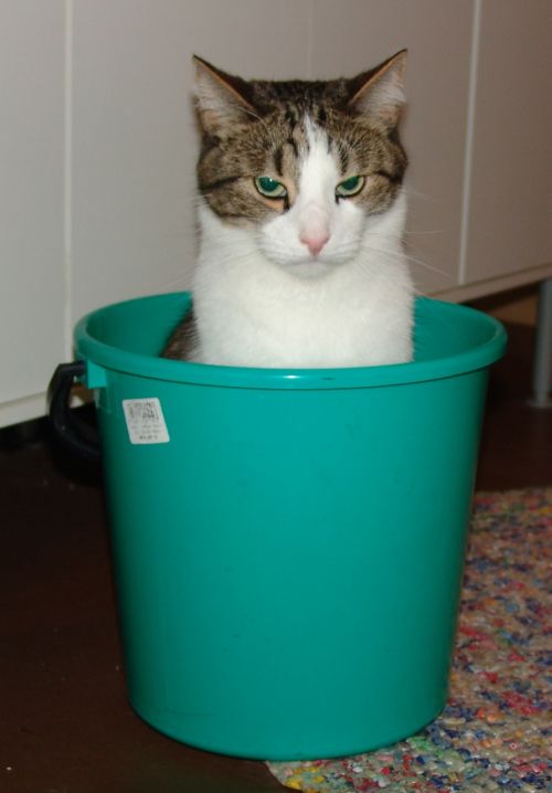 male cat bucket