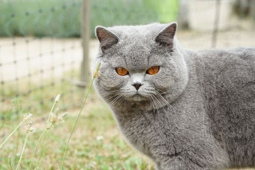 male british shorthair