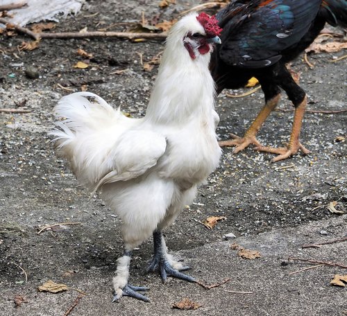 male  bird  chicken