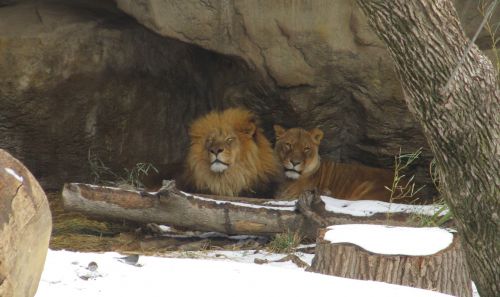 Male And Female Lions