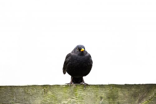 Male Blackbird, Turdus Merula