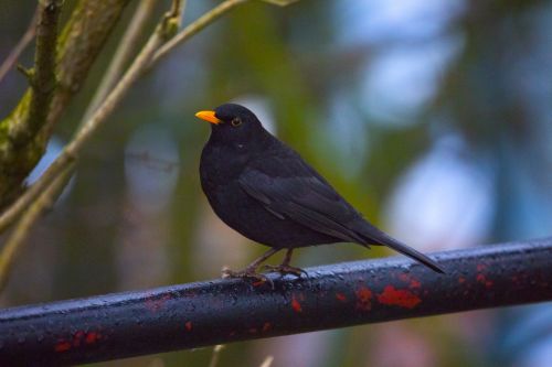 Male Blackbird, Turdus Merula