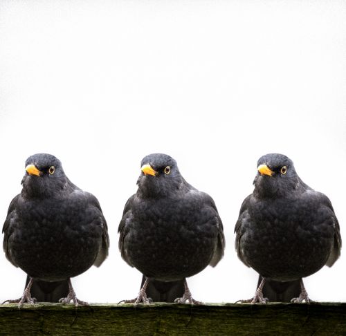 Male Blackbird