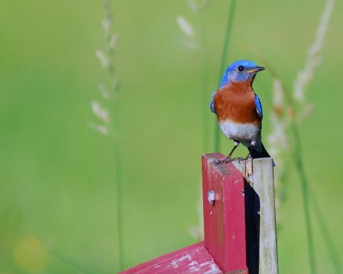 male blue bird blue bird bird