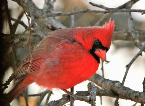 Male Cardinal Close-up
