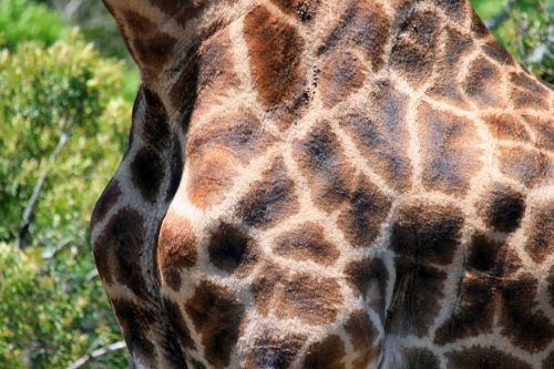 Male Giraffe Skin Pattern