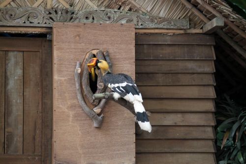 Male Hornbills Taking Care