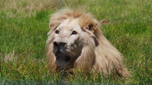 male lion africa dangerous