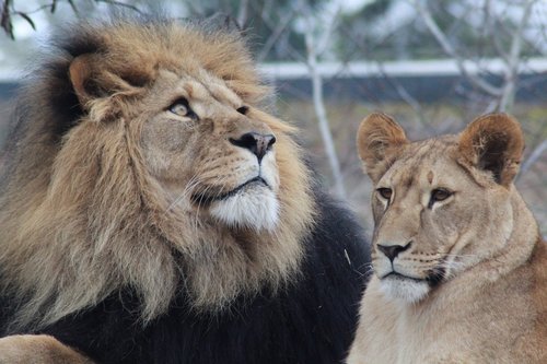 male lion  lioness  lion