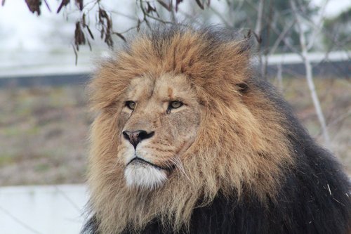 male lion  lion  wildlife