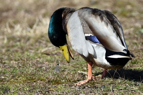male mallard preening duck
