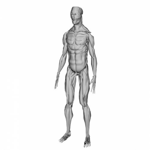 Male Musculature