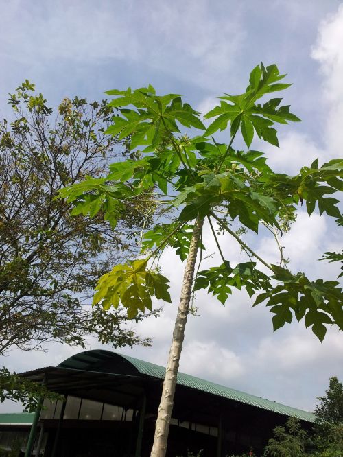 Male Papaya Tree With Flower