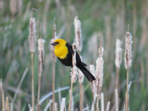 male yellow-headed blackbird blackbird marsh bird