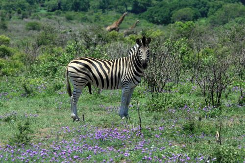 Male Zebra In Bush Landscape