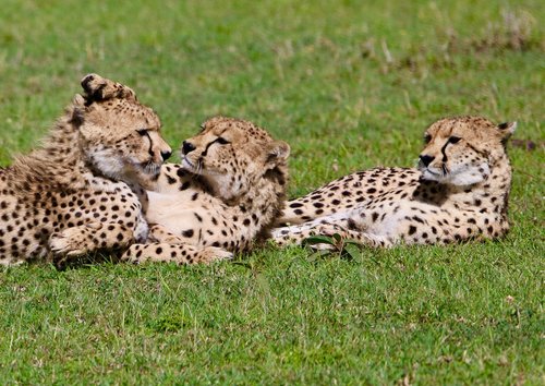 maleika  africa  cheetah