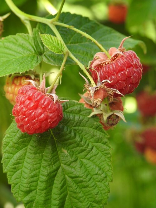 malina  raspberry fruit  fruit