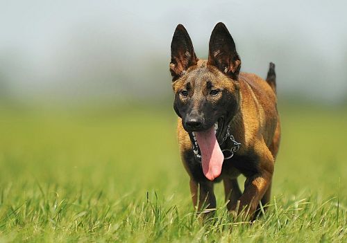 malinois dog animal