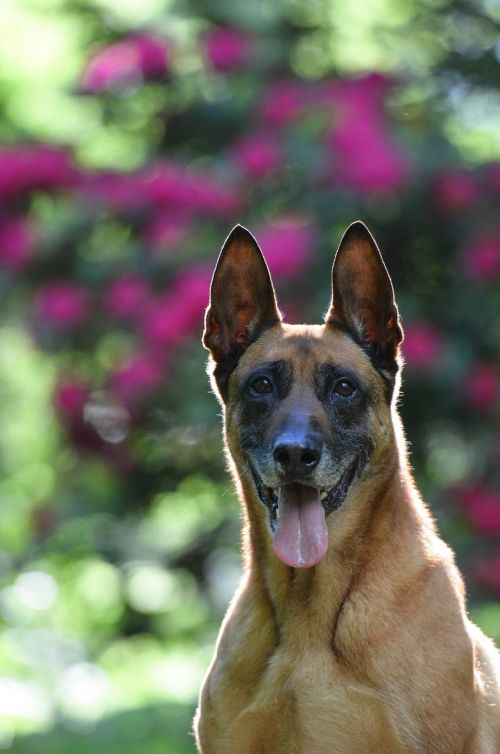 malinois dog back light