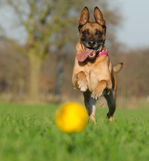 malinois shepherd dogs ball hunting