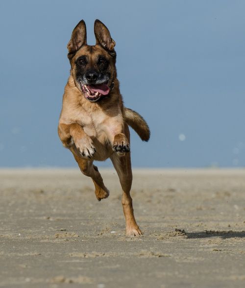 malinois running dog on beach belgian shepherd dog