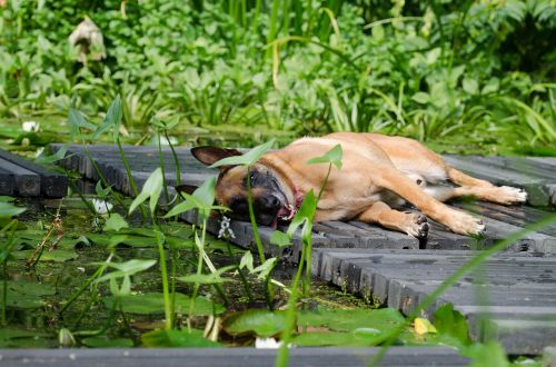 malinois water garden dog basks