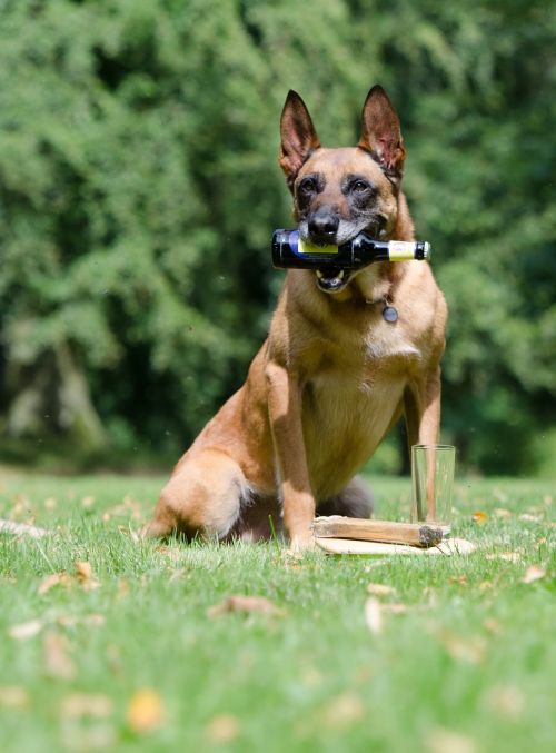 malinois dog show trick trick