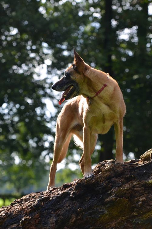 malinois belgian shepherd dog summer