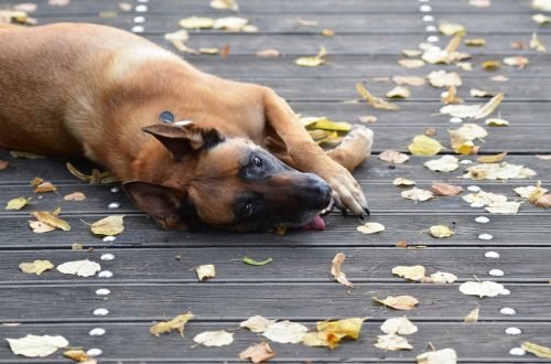 malinois sweet wooden bridge