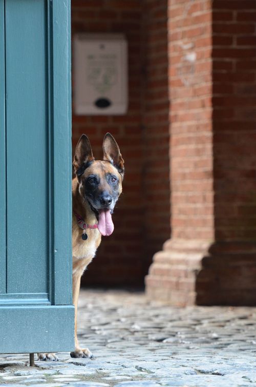 malinois door belgian shepherd dog