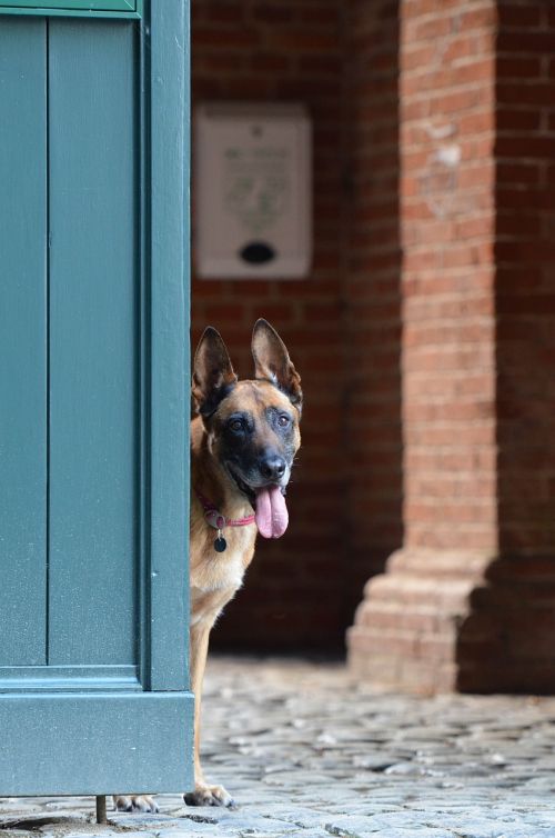 malinois door belgian shepherd dog