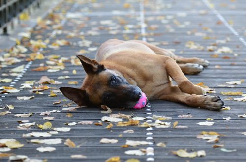 malinois dog with ball sweet