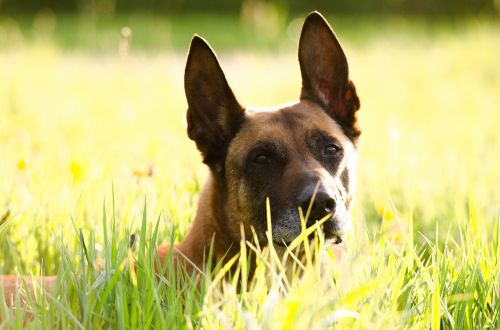 malinois belgian shepherd dog portrait