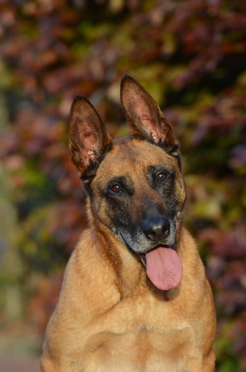 malinois autumn leaves